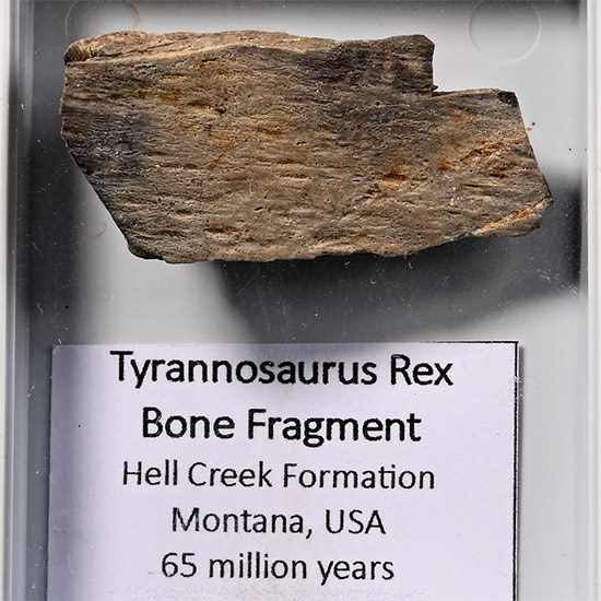 Fossil Tyrannosaurus Rex Dinosaurus Bone