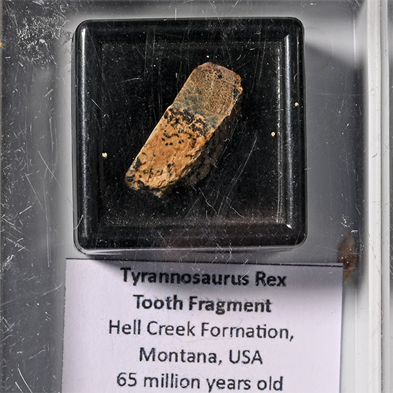 T-Rex Tooth Fragment