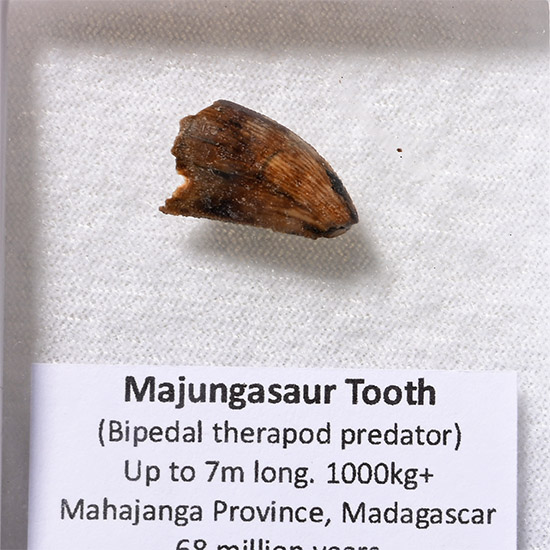 Majungasaur Predator Dinosaur Fossil Tooth