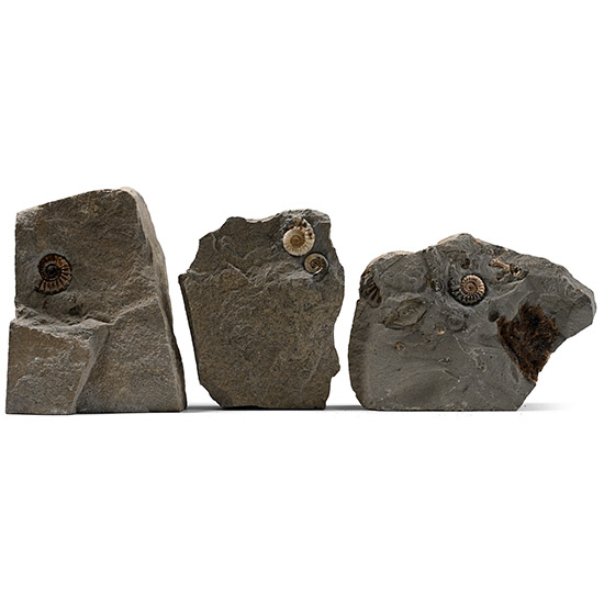 Planicosta Fossil Ammonite Group