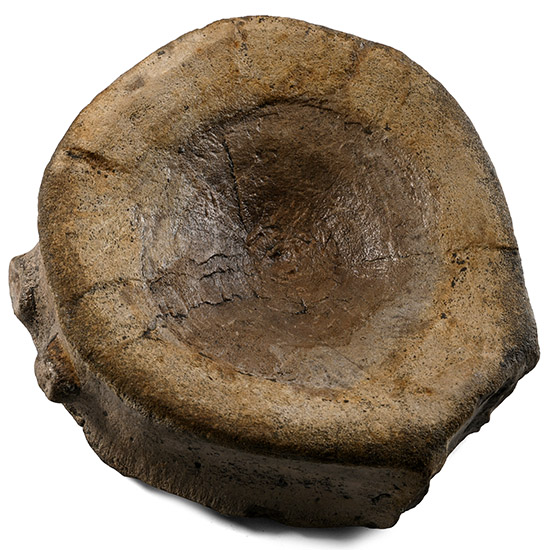 Liopleurodon Apex Marine Predator Fossil Vertebra