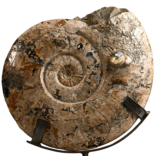 Massive Cleoniceras Fossil Ammonite on Stand