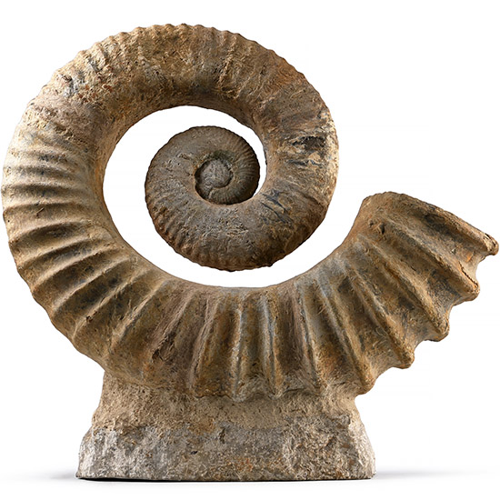 Large Heteromorph Fossil Ammonite
