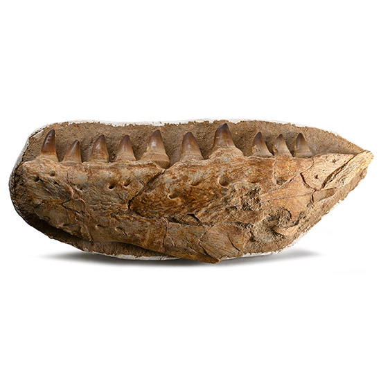 Very Large Mosasaur Marine Dinosaur Fossil Lower Jaw