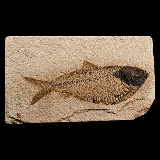 North American Diplomystus Fossil Fish