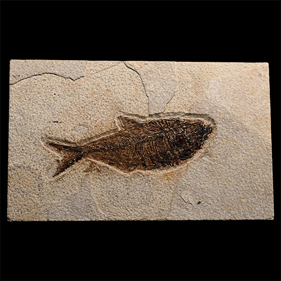 North American Diplomystus Fossil Fish