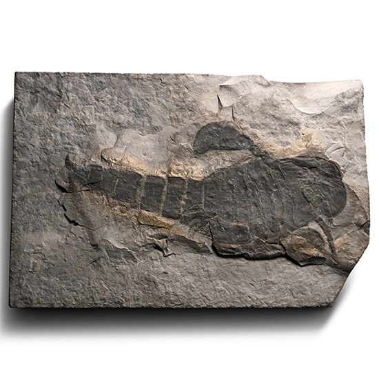 Eurypterid Fossil Sea Scorpion