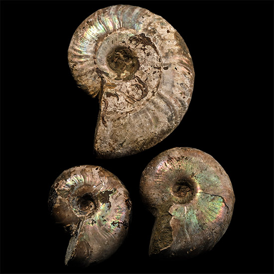Iridescent Fossil Ammonite Group