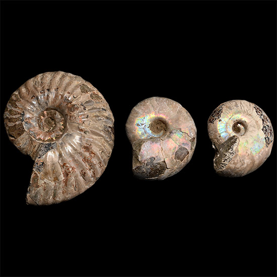 Iridescent Fossil Ammonite Collection