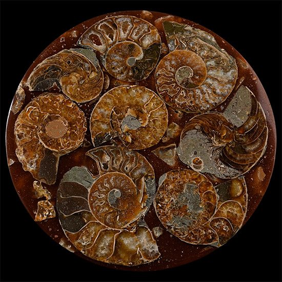Polished Fossil Ammonite Coaster