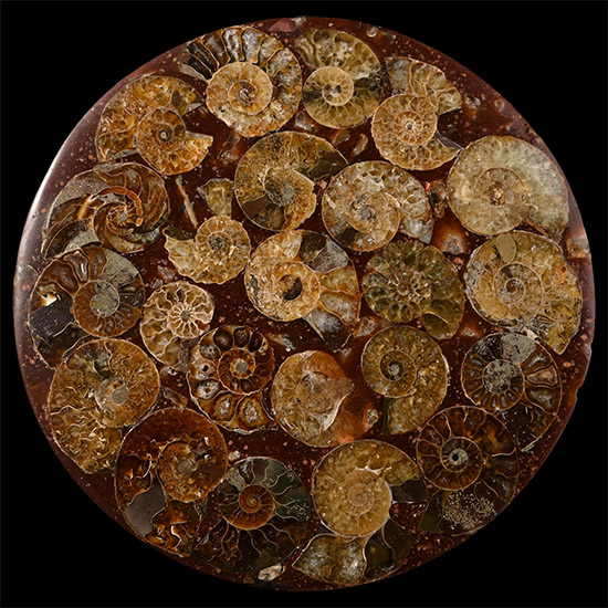 Polished Fossil Ammonite Coaster