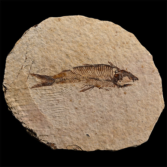 North American Knightia Fossil Fish
