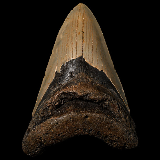 Megalodon Extinct Giant Shark Fossil Tooth