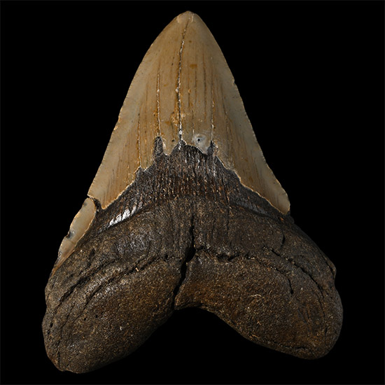 Large Megalodon Extinct Giant Shark Fossil Tooth