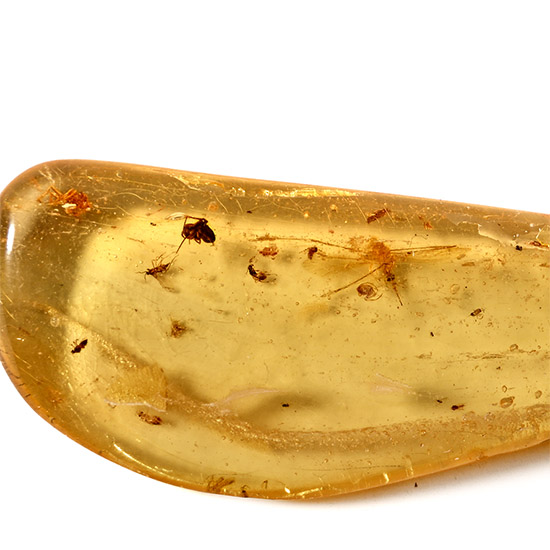 Polished Copal with Insect Inclusions