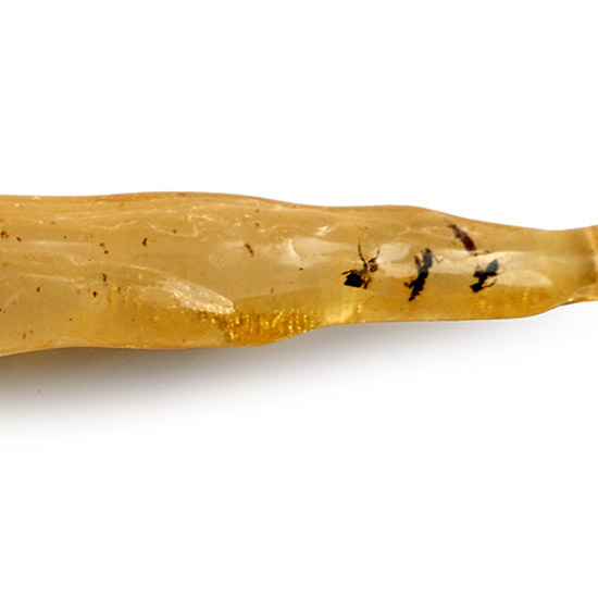 Polished Copal with Insect Inclusions