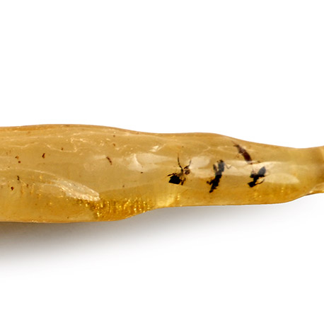 Polished Copal with Insect Inclusions