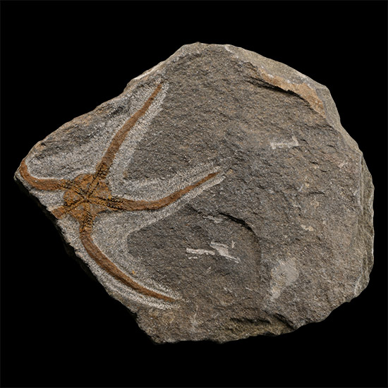 Fossil Brittle Star on Matrix