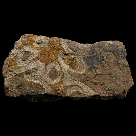 Fossil Brittle Star on a Matrix