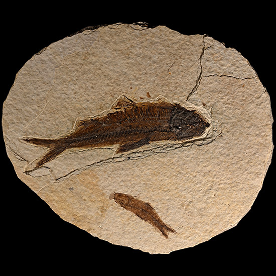 North American Double Fossil Knightia Fish Plate