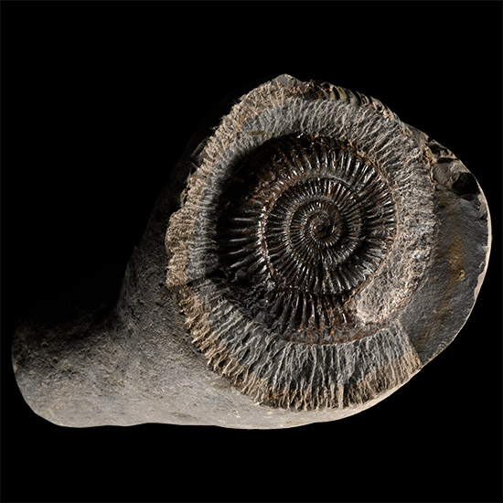 Dactylioceras Fossil Ammonite