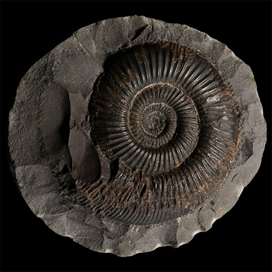 Dactylioceras Fossil Ammonite