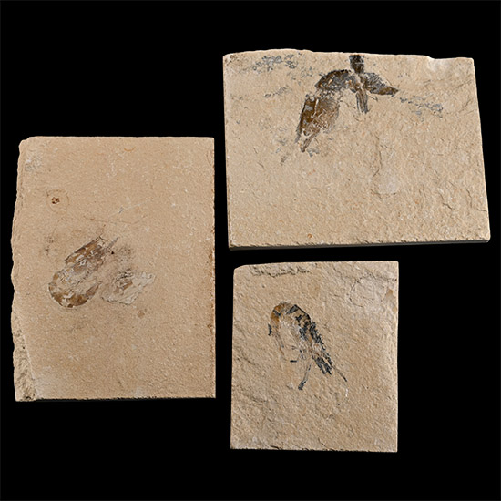 Group of Three Lebanese Fossil Shrimp