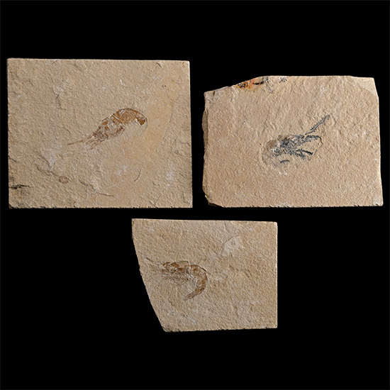 Group of Three Lebanese Fossil Shrimp