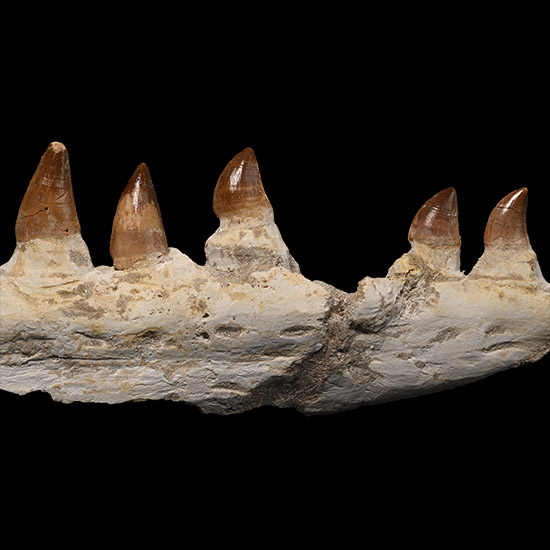 Mosasaur Marine Dinosaur Fossil Jaw Section