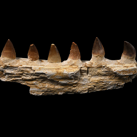 Mosasaur Marine Dinosaur Fossil Jaw Section