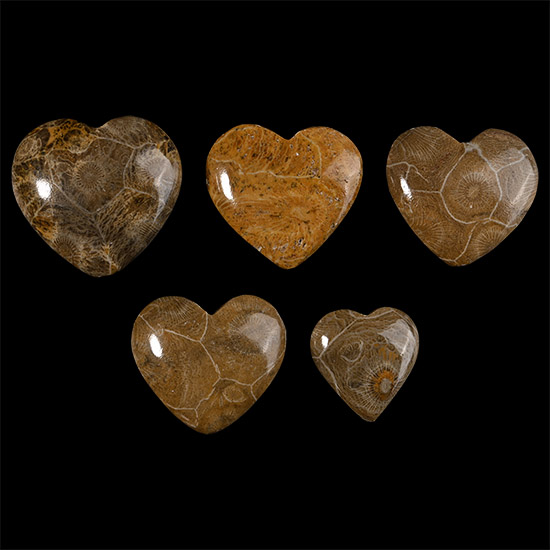 Group of Five Polished Fossilised Coral Head Hearts