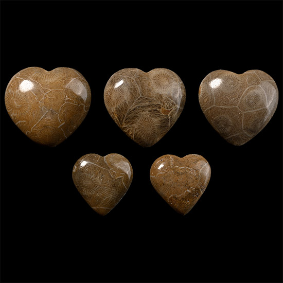 Group of Five Polished Fossilised Coral Head Hearts