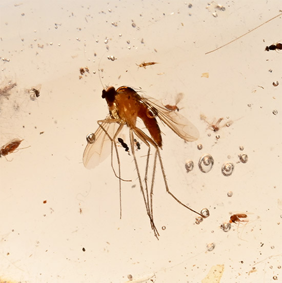 Polished Copal with Mosquito Inclusion