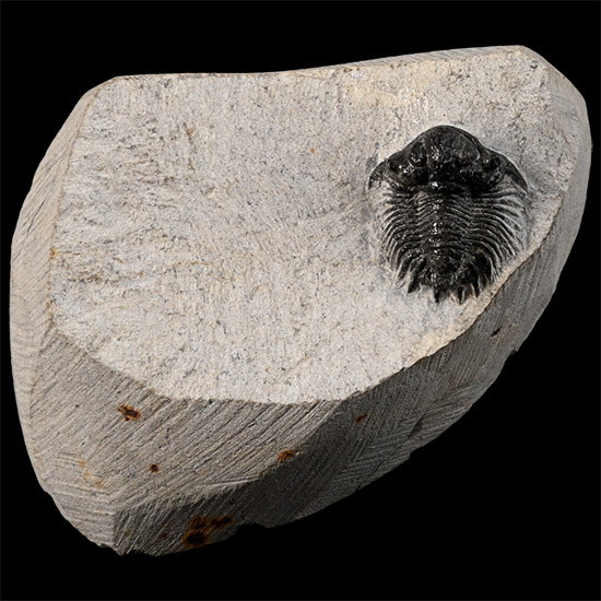 Stunning Scutellum Fossil Trilobite in Matrix