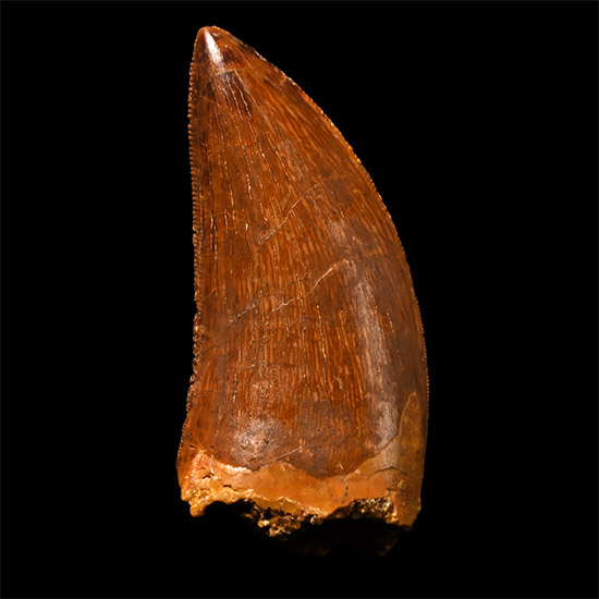 Carcharodontosaurus North African T-Rex Fossil Dinosaur Tooth