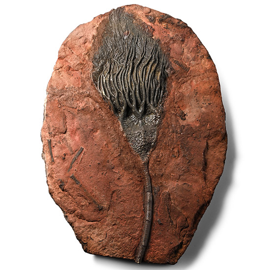 Fossil Crinoid Plate