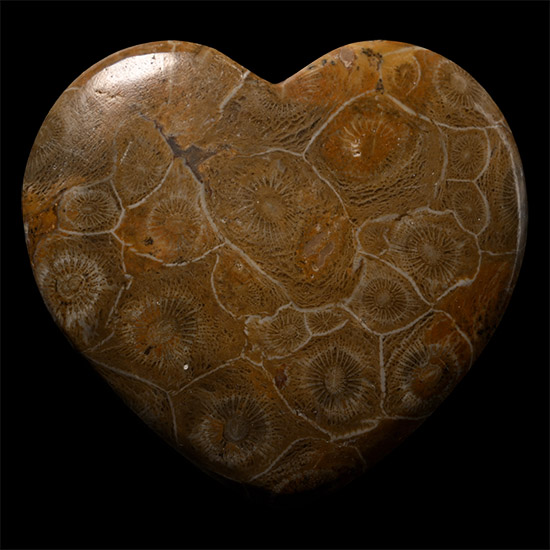 Large Polished Fossilised Coral Head Heart