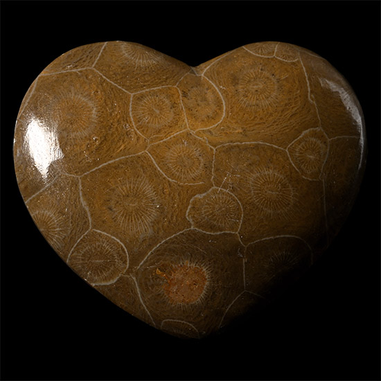 Large Polished Fossil Coral Head Heart