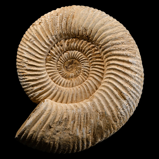 Perisphinctid Fossil Ammonite