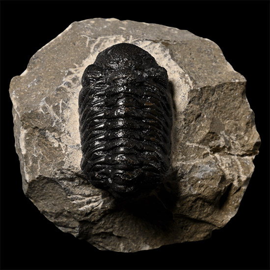 Phacops Fossil Trilobite in Matrix