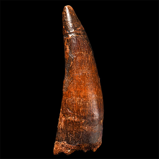 Very Large Spinosaurus Dinosaur Fossil Tooth