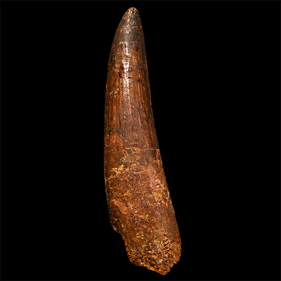 Spinosaurus Dinosaur Fossil Tooth
