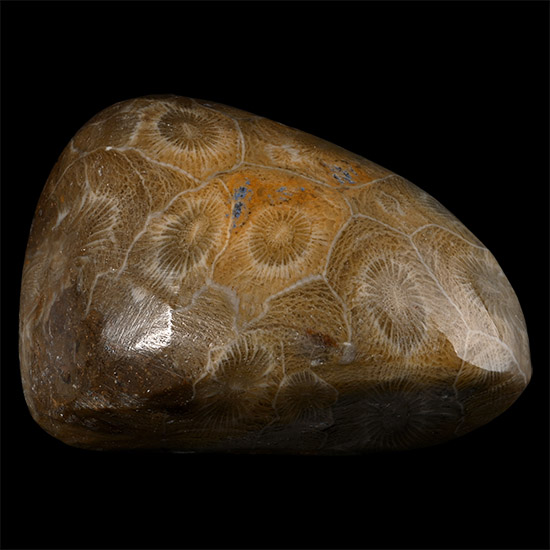 Polished Fossilised Coral Head