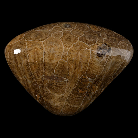 Polished Fossil Coral Head