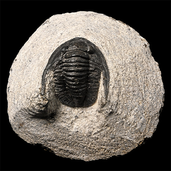 Cornuproetus Fossil Trilobite