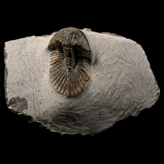Scutellum Fossil Trilobite