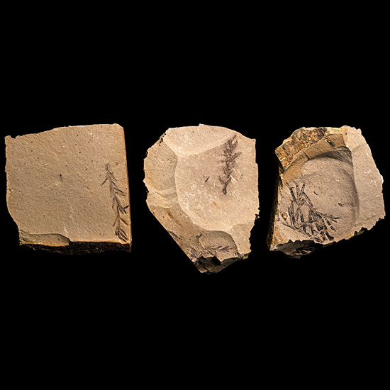 Group of Three Metasequoia Fossils