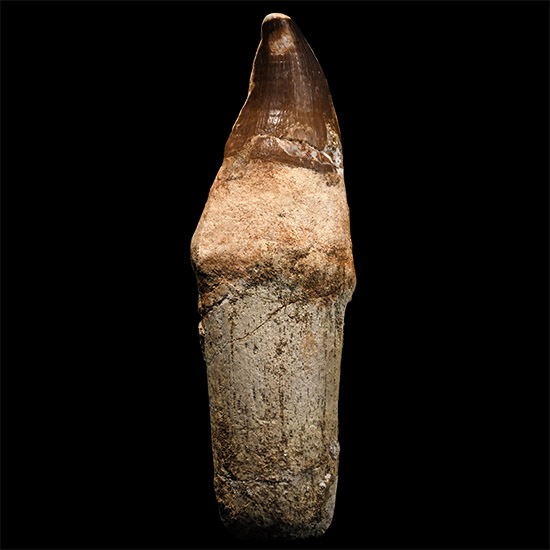 Mosasaur Marine Dinosaur Fossil Tooth with Root
