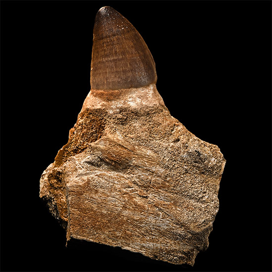 Mosasaur Marine Dinosaur Fossil Tooth with Root