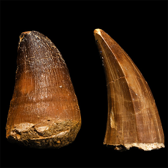 Two Mosasaur Marine Dinosaur Fossil Teeth